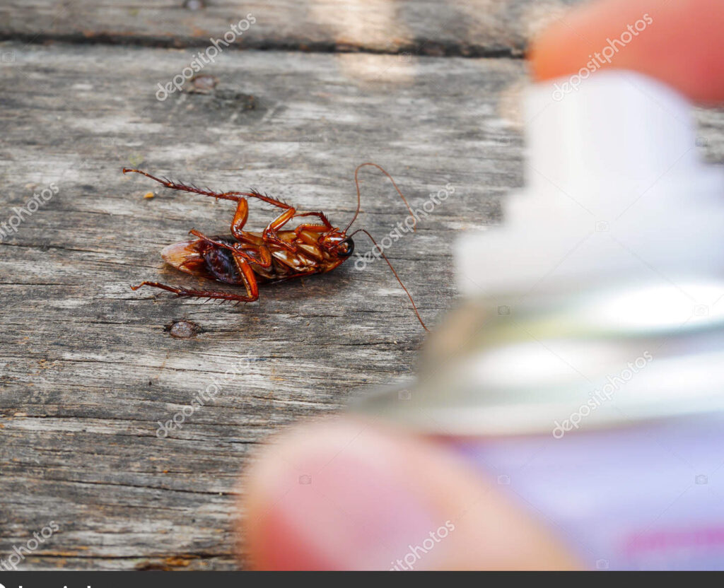 imagen de portada cucaracha atrapada en una trampa de cebo