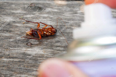 imagen de portada cucaracha atrapada en una trampa de cebo