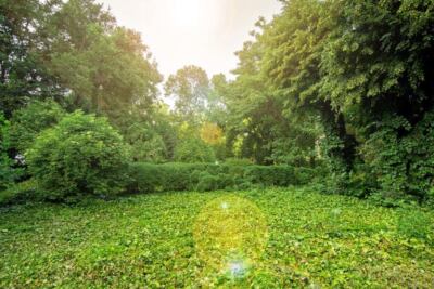imagen de portada un jardin bien cuidado sin malas hierbas