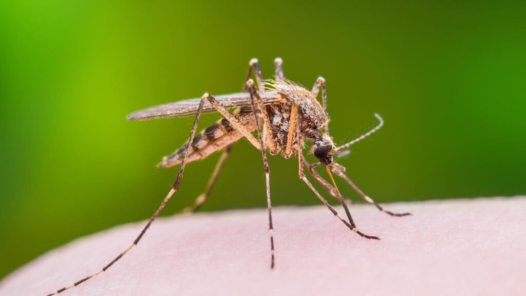 como evitar picaduras de mosquitos 1 imagen de portada una familia disfrutando al aire libre sin mosquitos