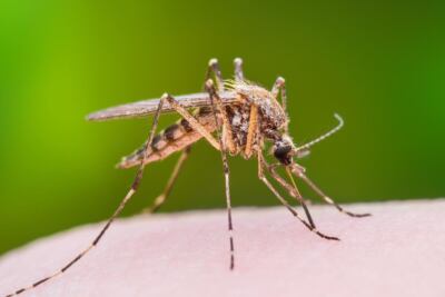 imagen de portada una familia disfrutando al aire libre sin mosquitos