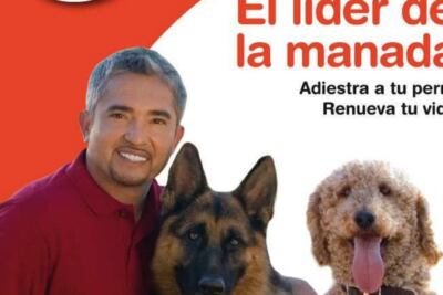 imagen de un perro tranquilo y relajado en un entorno silencioso