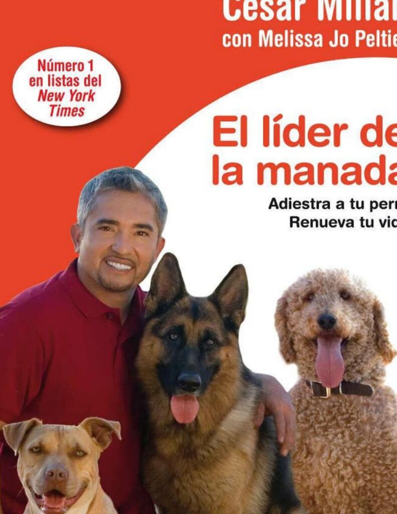 como evitar que mi perro ladre 1 imagen de un perro tranquilo y relajado en un entorno silencioso