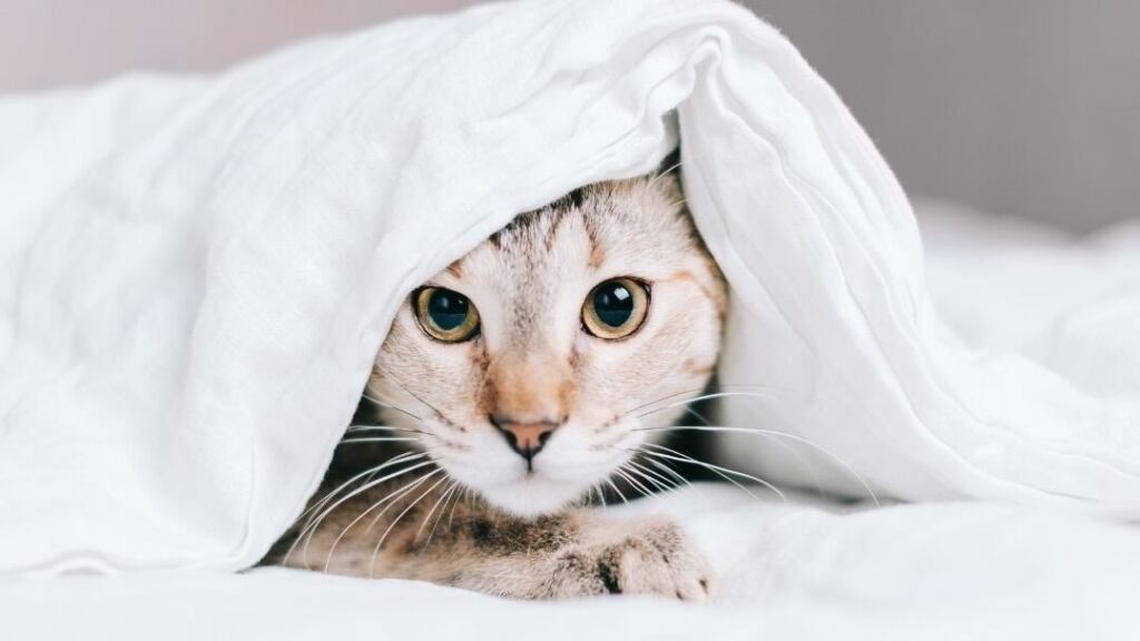 una imagen de un gato mirando fijamente a una caja de arena limpia
