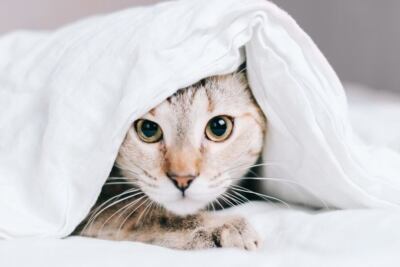 una imagen de un gato mirando fijamente a una caja de arena limpia